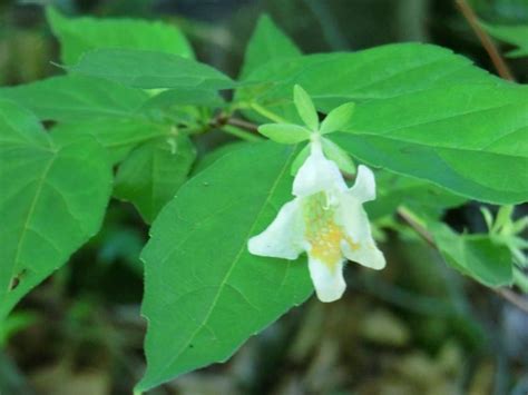 東北 植物|東北森林管理局/植物図鑑・開花季節別索引（春）